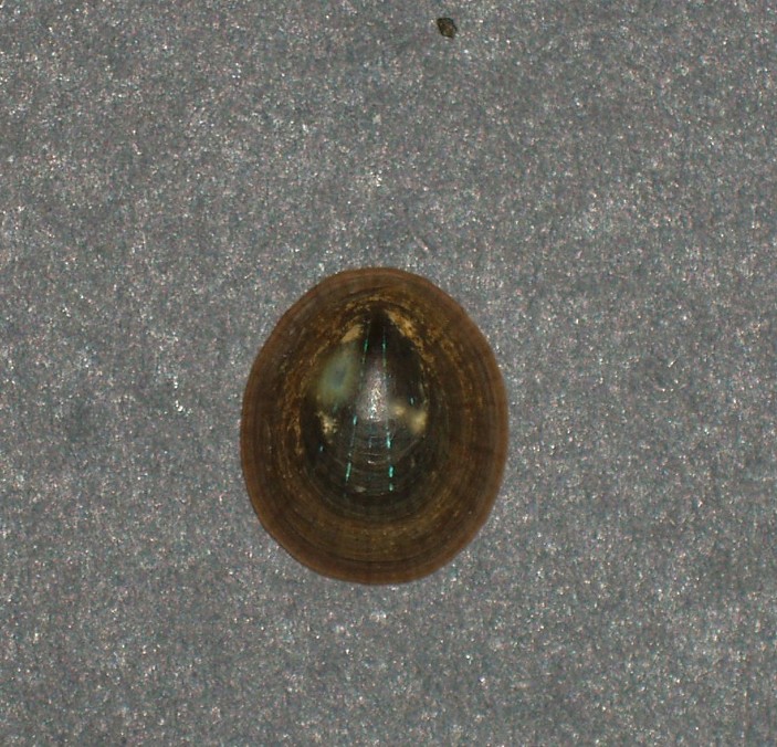 Patellogastropoda